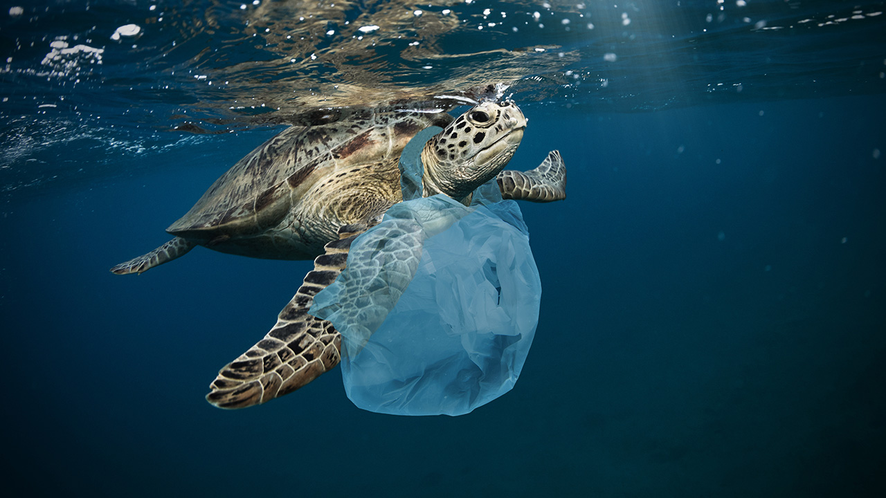 https://utopia.de/ratgeber/die-wahren-ursachen-von-plastikmuell-im-meer/